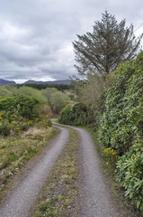 Poster - Countryside Road in Ireland