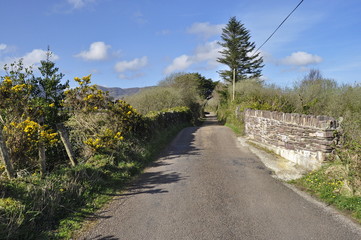 Poster - Road in Countryside Landscape in Ireland