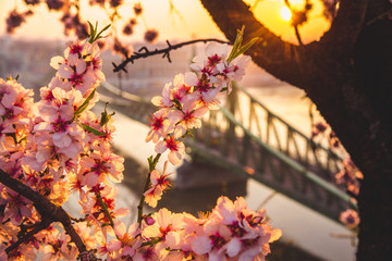 Beautiful Liberty Bridge at sunrise with cherry blossom in Budapest, Hungary. Spring has arrived to Budapest.