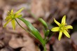 Wiosenne kwiaty - złoć żółta (Gagea lutea)