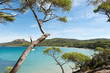Beautiful bay in Porquerolles island, in the south of France.