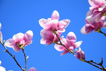 Magnolien vor blauen Himmel