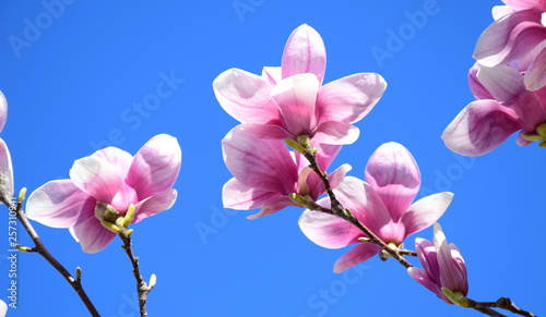Plakat Magnolia  magnolia-kwitnie-na-tle-blekitnego-nieba