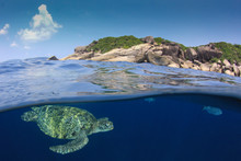 Green Sea Turtle Over Under Split Photo 