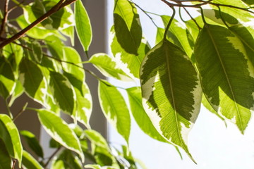 Wall Mural - Green leaves on the houseplant Ficus