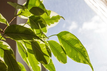 Wall Mural - Green leaves on the houseplant Ficus