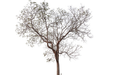 dead tree isolated on white background