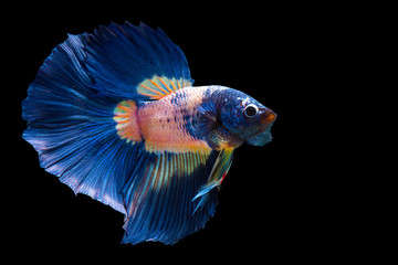 Blue white Siamese Fighting fish 