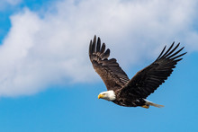 Bald Eagle Flying In The Clouds