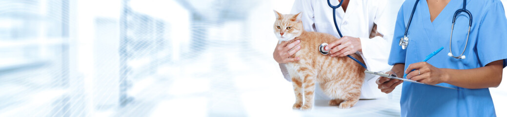 Cat and veterinarian doctor