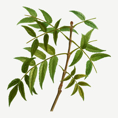european ash tree branch