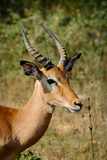 Fototapeta Sawanna - Male impala in the wild