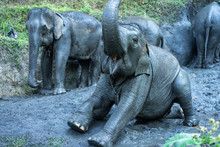 A Baby Elephant Playing In Mud,Crazy Mud Fun In Thailand.