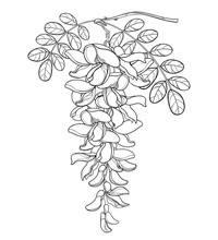 Branch Of Outline False Acacia Or Black Locust Or Robinia Flower, Bud And Leaves In Black Isolated On White Background.