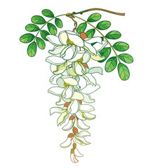 Branch of outline pastel false Acacia or black Locust or Robinia flower, bud and green leaves isolated on white background.