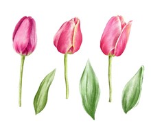 Hand Drawn Beautiful Pink Tulips With Green Leaves On Watercolor Paper Isolated On White Background. Realistic Botanical Illustration.