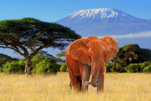 Elephant In National Park Of Kenya