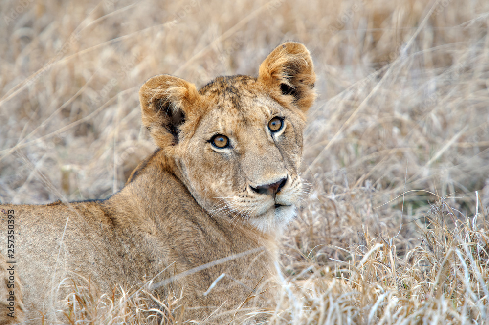 Lion in National park of Kenya - obrazy, fototapety, plakaty 