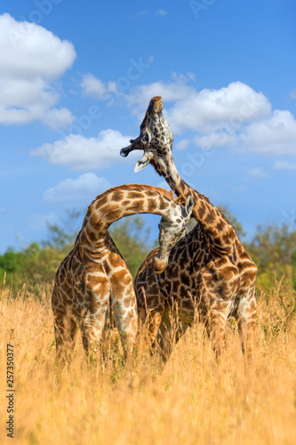 Cuadros en Lienzo Giraffe in National park of Kenya