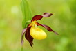 frauenschuh, seltene orchidee