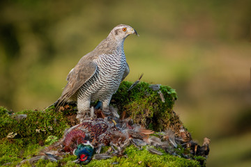 Poster - A goshawk Accipiter gentilis perched erect on a bank protecting its prey of a pheasant