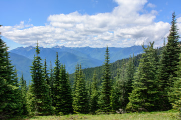 Wall Mural - Mountain forest, Olympic National Park - Washington state. USA