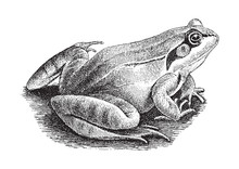 Common Frog (Rana Temporaria) / Vintage Illustration From Meyers Konversations-Lexikon 1897