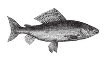 Grayling Fish (Thymallus Vulgaris) / Vintage Illustration From Meyers Konversations-Lexikon 1897