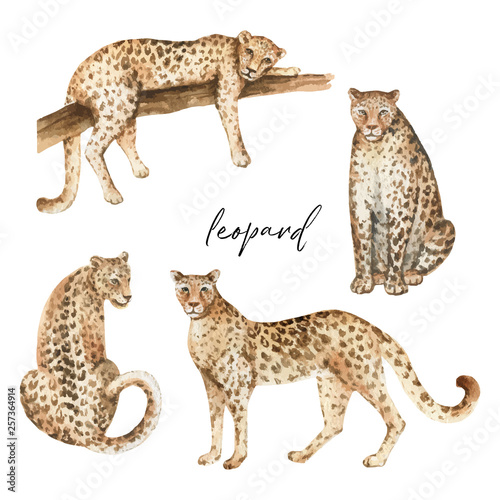 Fotomural Watercolor vector set with leopard and green tropical leaves isolated on white background