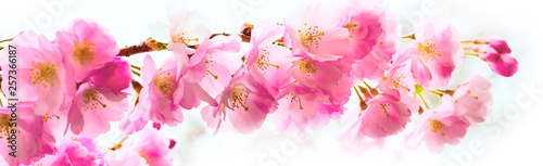Plakat kwiaty wiśni   panorama-z-pieknym-rozowym-kwiatem-wisni-sakura