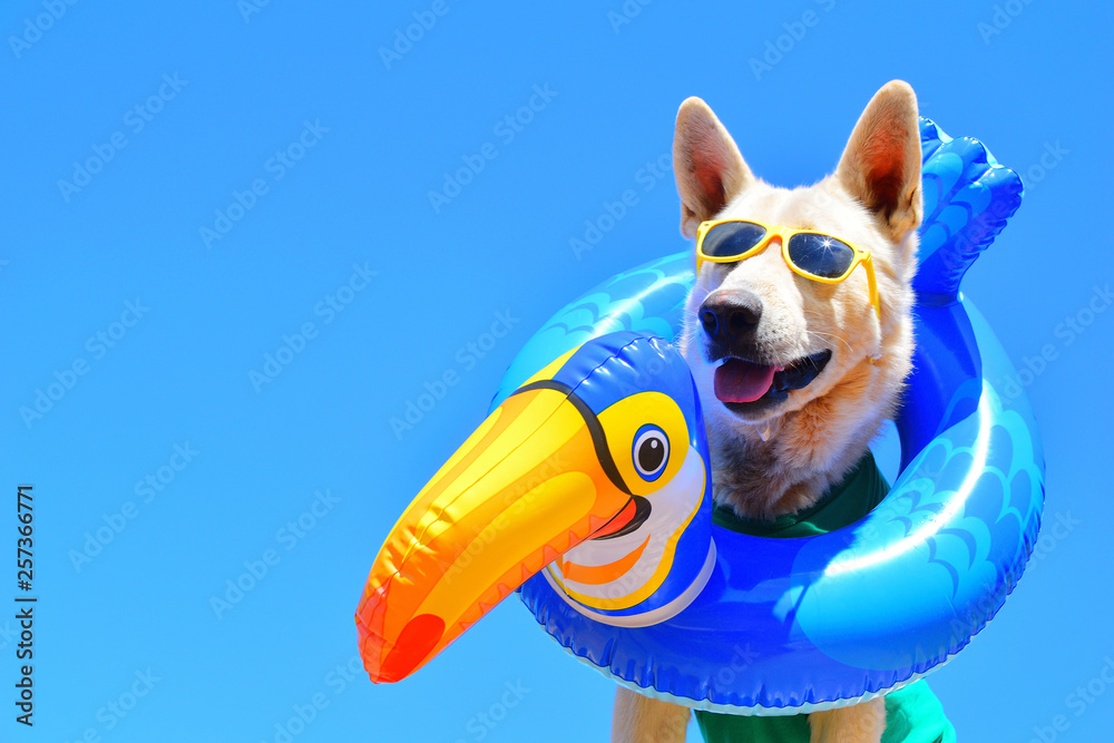 happy dog with sunglasses - obrazy, fototapety, plakaty 