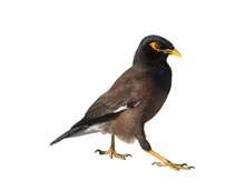 Ordinary Mynah On White Background Isolated