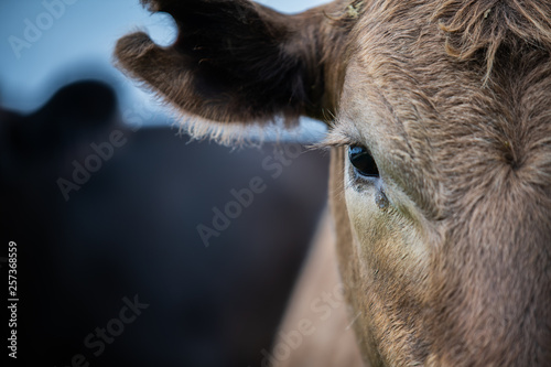 Fotomural Beef cattle and cows in Australia