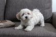 Nanja, two and a half months old Bichon Bolognese puppy, playing on sofa