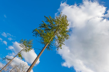 Foliage of trees in a forest below a blue cloudy sky in winter 