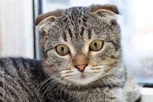 Scottish Fold Cat Tabby Tiger Color Close Up Kaufen Sie