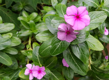 Two Soft Purple Flowers Of Catharanthus Roseus Against The Green Leaves