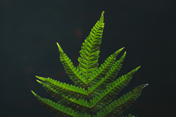 Poster - Leaves green Dark Leaf detail In the natural forest