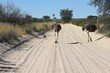 Straußenfamilie läuft auf Pad (im Kgalagadi-Transfrontier-Nationalpark in Südafrika)