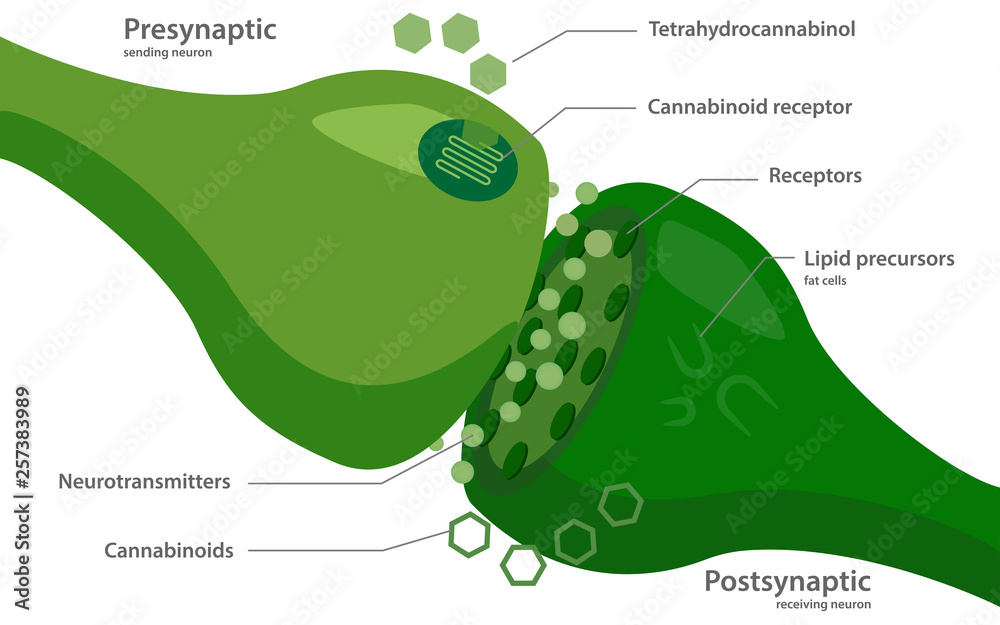 The Endocannabinoid System diagram illustration about cannabis as ...