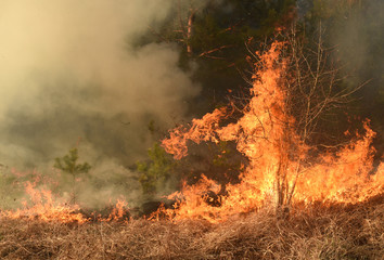 wildfire, forest fire, burning forest