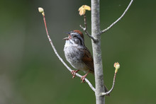 Swamp Sparrow Singing