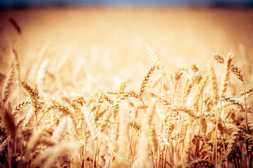 Wall Mural - background of  yellow ears on the beautiful golden wheat field