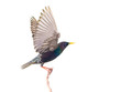 European starling (Sturnus vulgaris) in flight, isolated