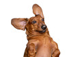 A Happy, slightly crazy brown dachshund is very surprised. Big ears look like a butterfly. White isolated background