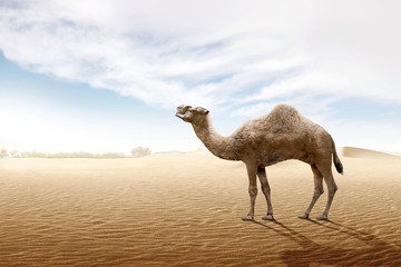 Camel standing on the sand dune