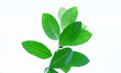 © Eksapedia - Guava leaves with natural white background