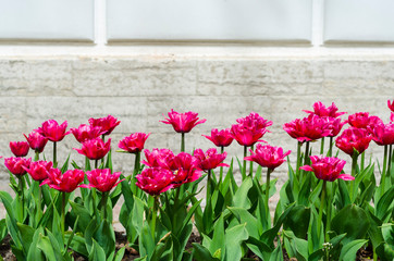 Wall Mural - beautiful pink bright flowers for backgrounds or greeting cards