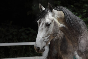  Andalusian horse portrait near the stable at the rest