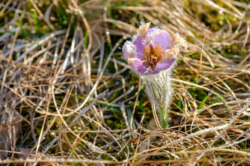 Küchenschelle (Pulsatilla)